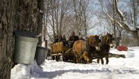 bucket and horses.jpg