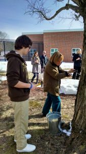 Governor Hassan kicks off the 2015 maple season tapping a tree at the Sununu center