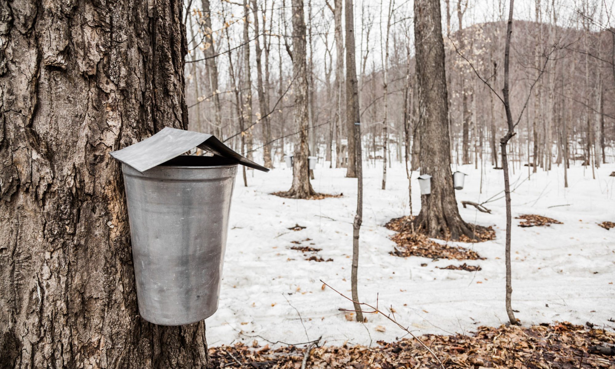 New Hampshire Maple Producers Association